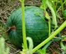 How To Make Pumpkin Patch Pancakes