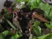How To Make Rabbit With Mustard
