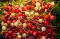 How To Make Cold Sweet And Sour Radishes