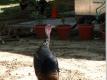 How To Make Seasoned Turkey