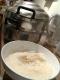 Rice Cooked In Milk