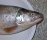Poached River Trout