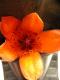 Safflower Butter