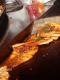 How To Make Salmon Squares