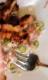 Savory Tuna Grill