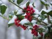 How To Make Seasonal Berries