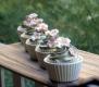Silk Cake
