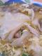 Simmered Shrimp