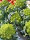 Spanish Vegetable Macedoine