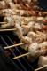 How To Make Speedy Barbecue Chicken