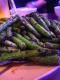 Spiced Beans