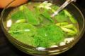 How To Make Spinach And Chicken Soup