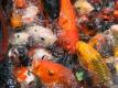 How To Make Splashed Fish