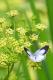 How To Make Spring Butterfly Pasta