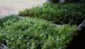 How To Make Spring Green Salad