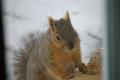 Ragout Of Squirrel