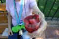 How To Make Strawberries In Wine