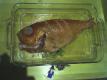 How To Make Stuffed Whole Fish
