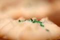 How To Make Swedish Spritz Cookies