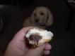 How To Make Sweet Bean Buns