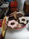 Sweet Cream Biscuits