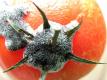How To Make Tomato Red Skins