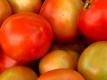 Tomatoes Flora