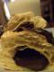 Feta Cheese Turnovers