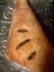 Fried Apricot Turnovers