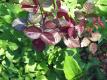 How To Make Vegetable Spring Roses