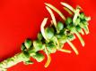 How To Make Dill Vegetable Sticks