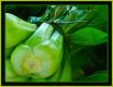 How To Make Tagliatelle Verde With Syracuse Sauce