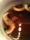 How To Make Virginia Oyster Soup