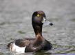 How To Make Water Fowl