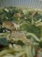 How To Make Watercress And Vermicelli Soup