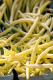 Mustard-pickled Wax Beans