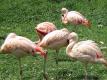 Wild Goose Becancour