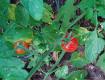How To Make Winter Tomato Sauce