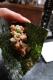 How To Make Wonton Chips