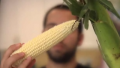 Tips To Microwave Corn On The Cob