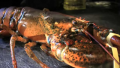Tips To Use All The Parts Of A Lobster