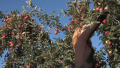 Tips To Pick Apples