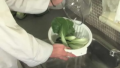 Tips To Wash Leafy Greens