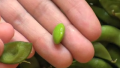 Edamame Recipe
