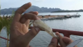How To Devein A Shrimp