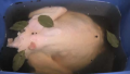 Tips To Brine A Turkey
