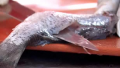 Tips To Fillet Fish