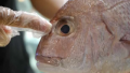 Tips To Buy Fresh Fish