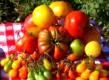 Range Of Tomatoes