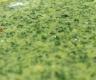 Mint and Coriander Chutney